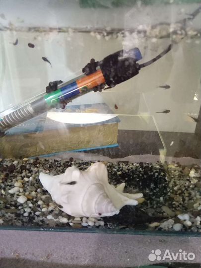 Аквариумы рыбы, растения, сапфировое попугай