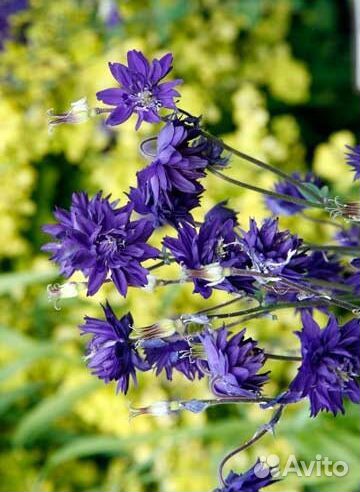 Ромашки,аквилегия, хмель и амарант