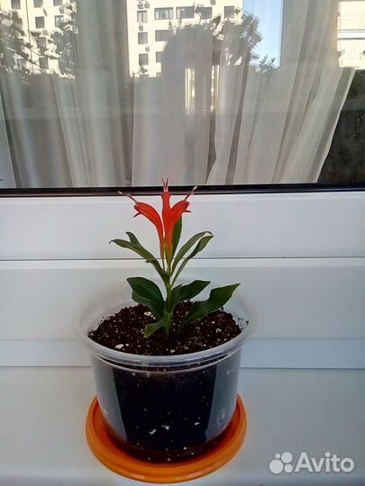 Эсхинантус