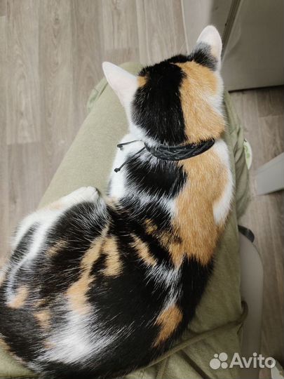Молодая кошка