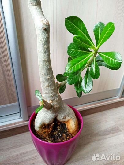 Большой адениум