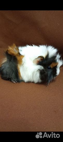 Морская свинка