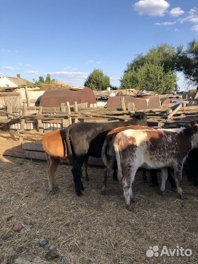 Телки 8 голов