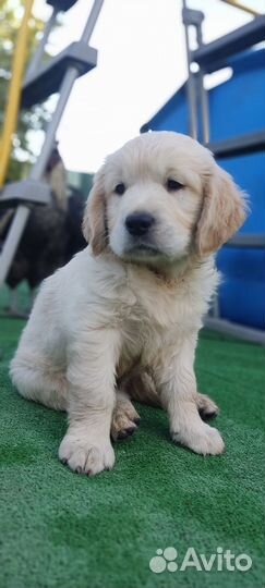 Золотистый ретривер