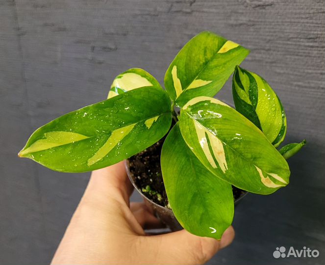 Марантовые Ктената Пилоза Голден Мозаик