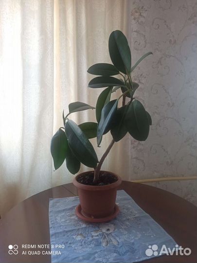 Фикус каучуконосный