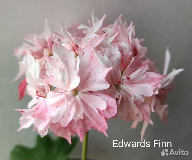 Пеларгонии сортовые