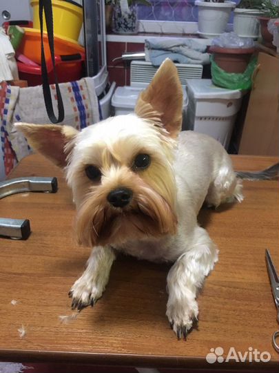 Стрижка йорков и других собак