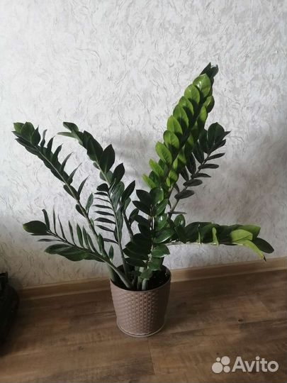 Замиокулькас