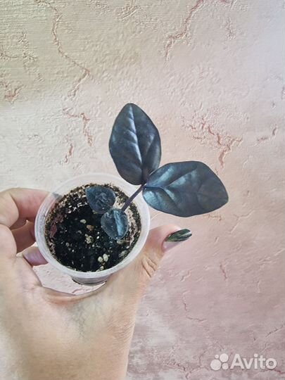 Замиокулькас черный