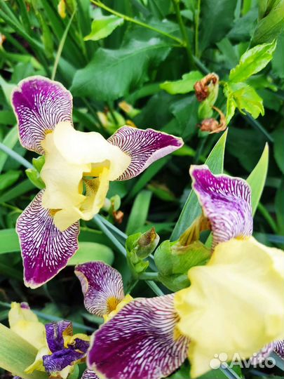 Ирис бородатые