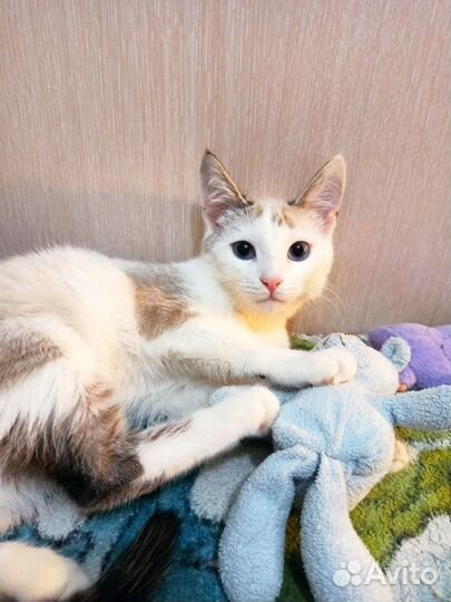 Котенок в добрые руки