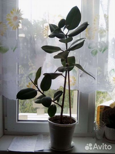 Замиокулькас, фикус