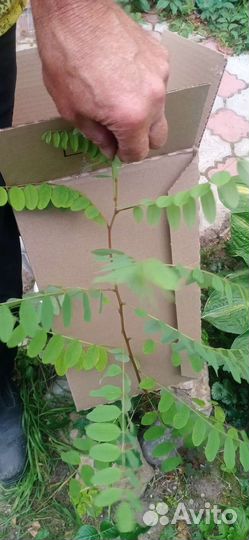 Робиния розовая