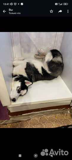 Сибирский хаски