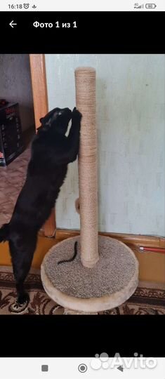 Когтеточка для кошек