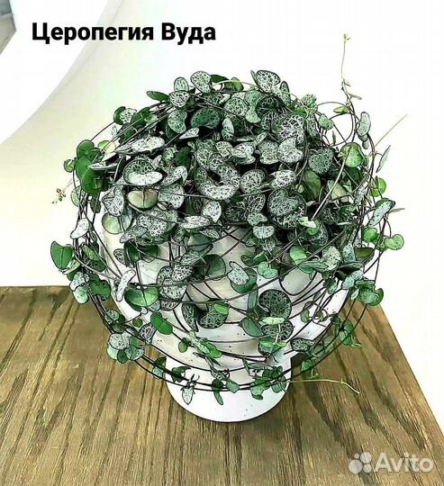 Гинура Оксалис Церопегия Каллизия