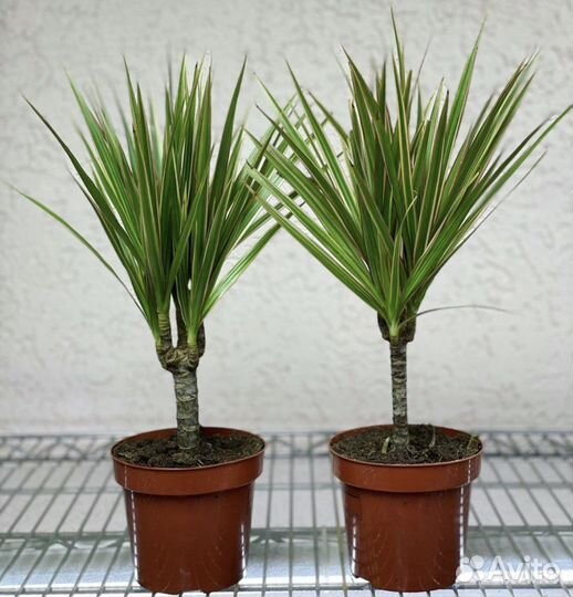 Пальма Драцена Маргината и Биколор 40/10