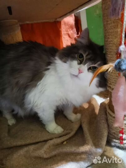 Шикарная сибирячка Маргоша в дар