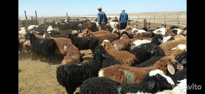 Овцы бараны ягнята