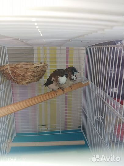 Японские амадины
