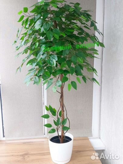 Фикус бенджамина
