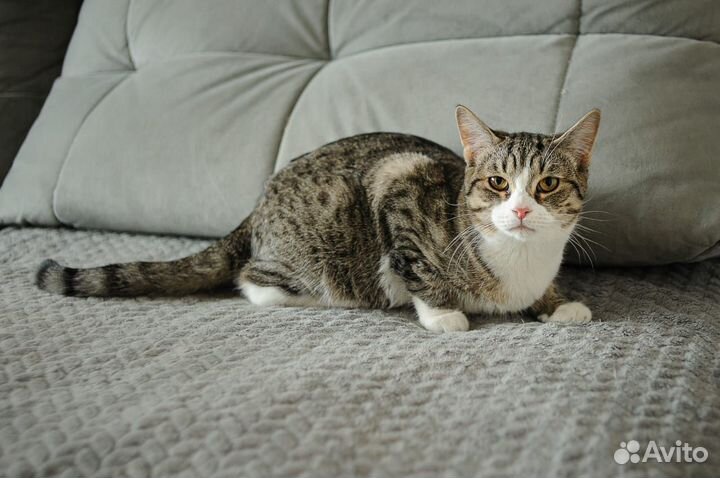 Котик в дар
