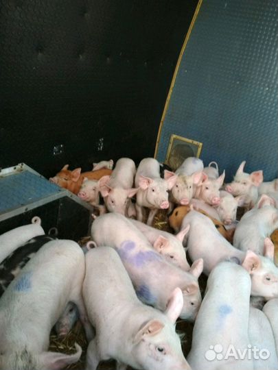 Упитанные поросята