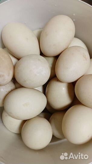 Яйцо домашнее