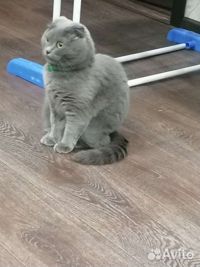 Шотландская вислоухая