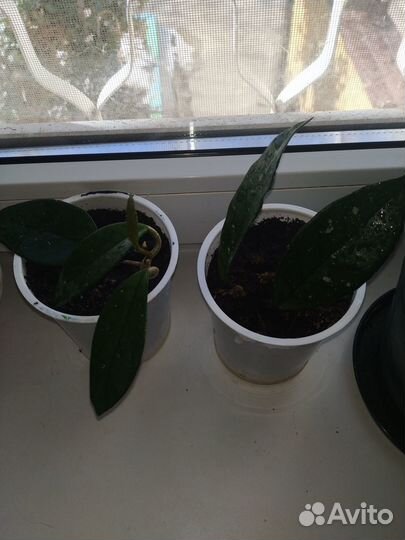 Хойя,гиперастру,м бегония