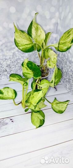 Сциндапсусы