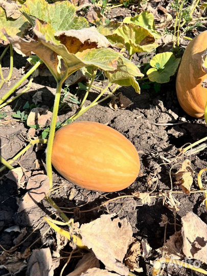 Тыква оптом сорт Дружелюбная