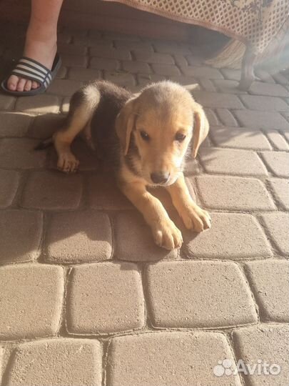 Щенки русской гончей