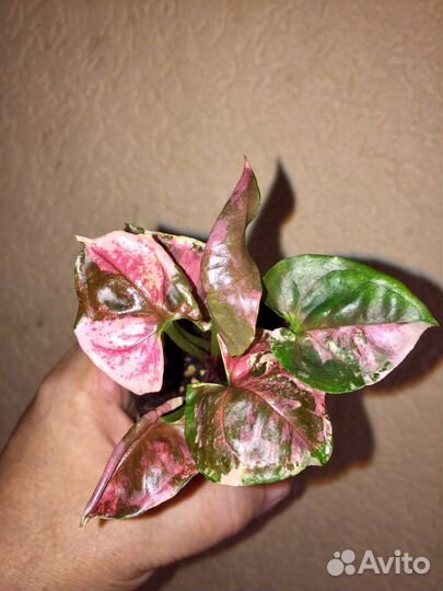 Сингониум клубничный лед