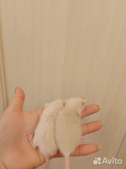 Декоративные крысы Дамбо