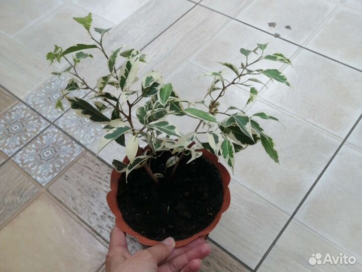 Фикус бенджамина