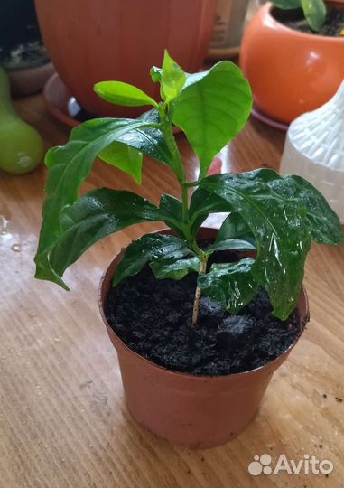 Кофе аравийский (арабика)