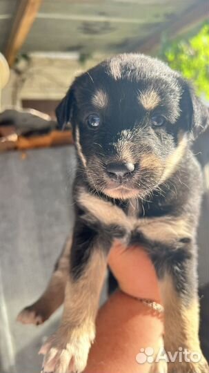 Щенок в добрые руки бесплатно