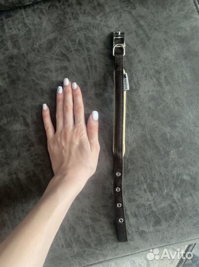 Собачий ошейник