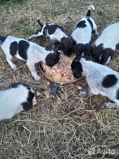 Щенки заботливым хозяивам