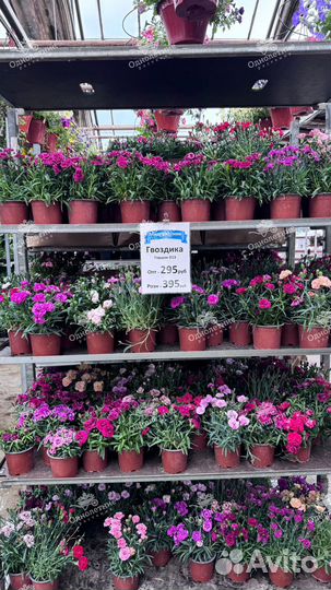 Гвоздика в горшке