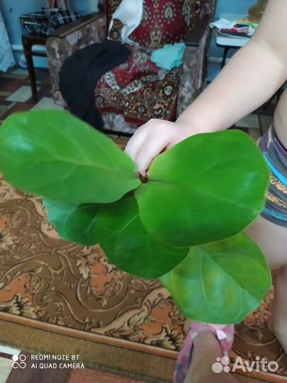 Фикус лирата лировидный