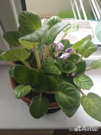 Фиалка в горшках