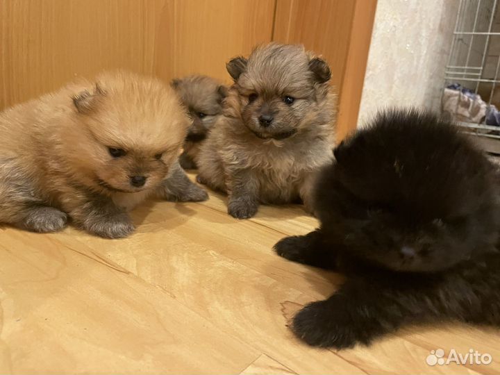 Щенки шпица мини