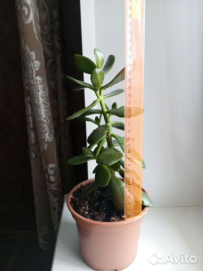 Толстянка, денежное дерево