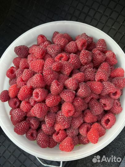 Малина ремонтантная