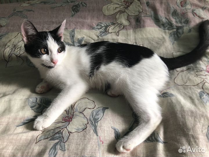 Котенок в добрые руки