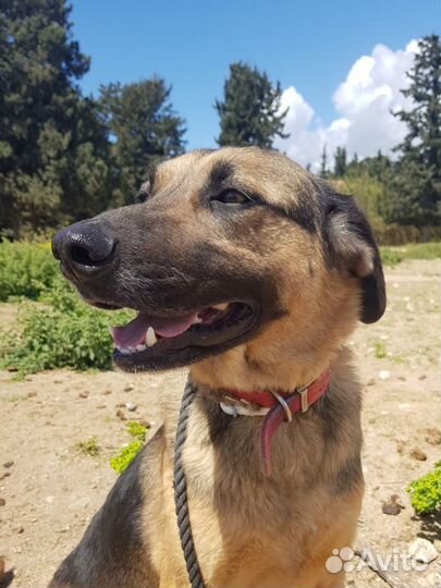 Очаровательный парень Душа ищет дом