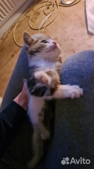 Котята в добрые руки бесплатно